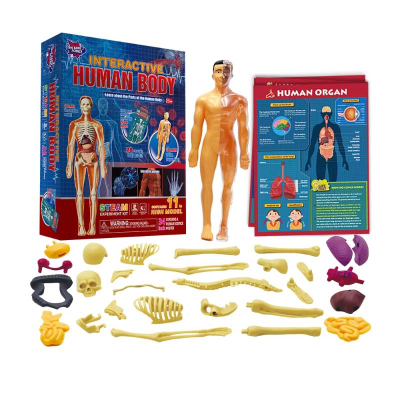 Human Body Model 3D Organ Montessori Puzzle